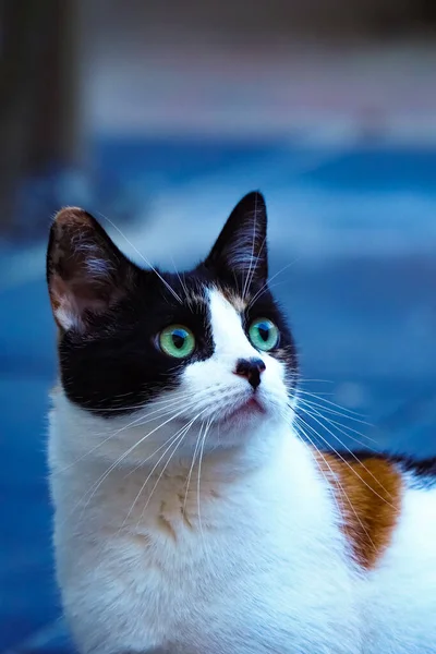 Yeşil Gözlü Şirin Bir Kedinin Dikey Odak Noktası — Stok fotoğraf