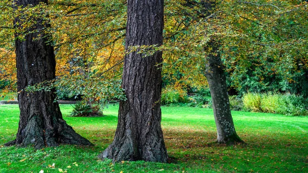 Los Abetos Douglas Beacon Hill Park Victoria Vancouver Island Canadá — Foto de Stock