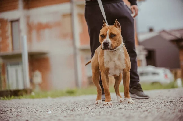 Selective Focus Shot American Staffordshire Terrier Playing Park — Stock Photo, Image