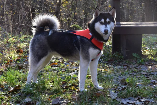 Egy Szemmagassági Felvétel Egy Aranyos Éber Szibériai Huskyról Egy Hámban — Stock Fotó