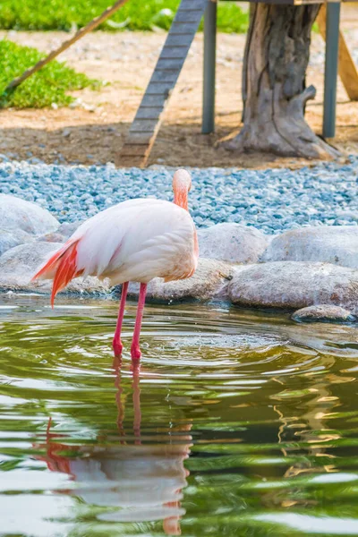 Eine Vertikale Aufnahme Eines Flamingos Areen Wildlife Park Bahrain — Stockfoto