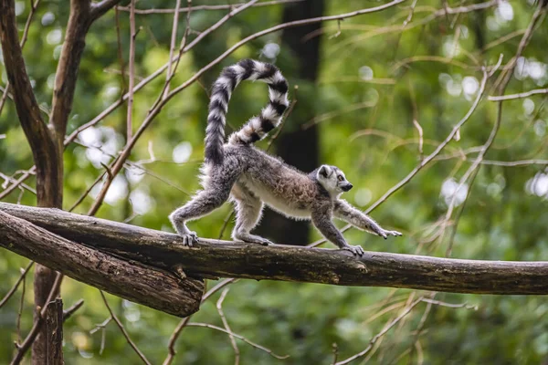 Tiro Seletivo Foco Lemur Árvore Parque Branitz Alemanha — Fotografia de Stock