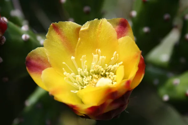 Mise Point Sélective Cactus Poire Rouge Jaune Prickly — Photo