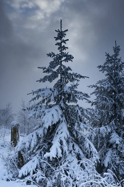 Вертикальный Снимок Кануна Покрытого Снегом Лесу Зимой — стоковое фото