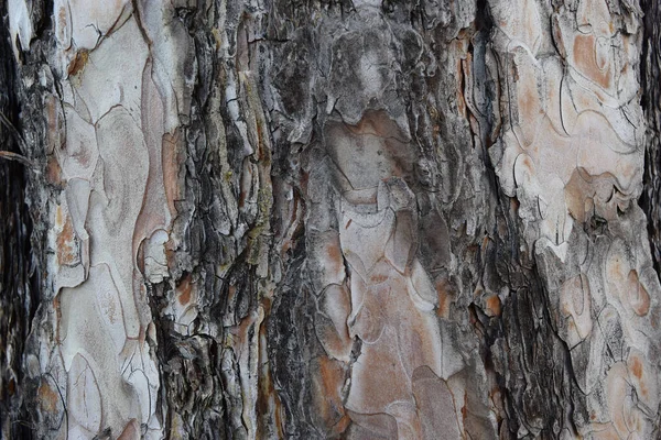 Closeup Shot Tree Bark Texture Daytime Bumpy Surface — Stock Photo, Image