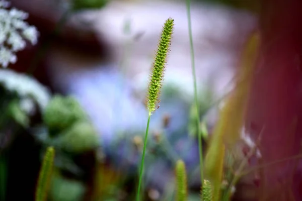 Egy Közeli Felvétel Friss Zöld Foxtail Növény Homályos Háttér — Stock Fotó