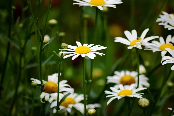 Närbild Bild Bild Marguerite Blommor Suddig Bakgrund Dagen — Stockfoto