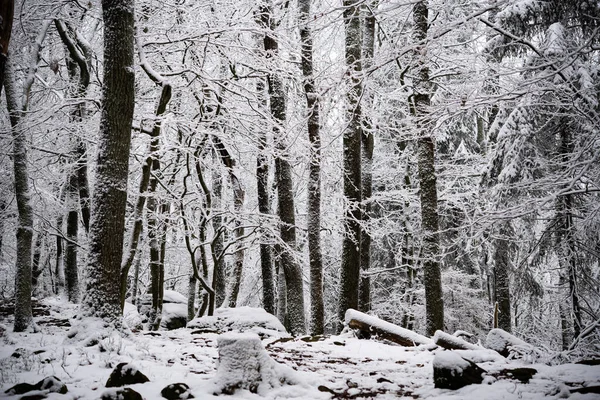 德国莱茵兰 法尔茨州兰道Kleine Kalmit山丘雪地森林的选择性特写 — 图库照片
