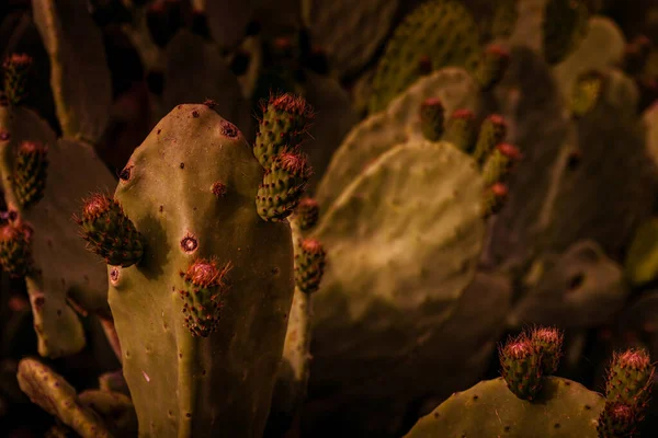 Gros Plan Sélectif Des Fleurs Cactus Croissance — Photo