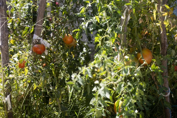 Een Selectieve Focus Close Van Rijpe Tomaten Die Groeien Tuin — Stockfoto
