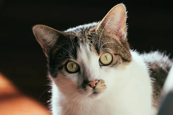 Primer Plano Lindo Gato Doméstico Con Una Cara Sorprendida — Foto de Stock