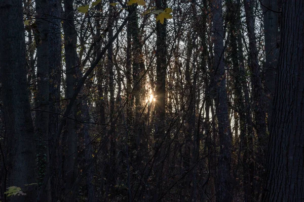 Primer Plano Del Amanecer Bosque —  Fotos de Stock