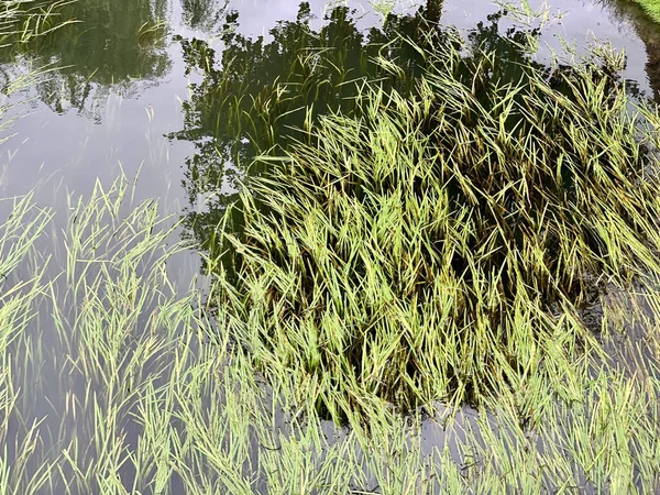 Verde Hierba Underwin Lago —  Fotos de Stock