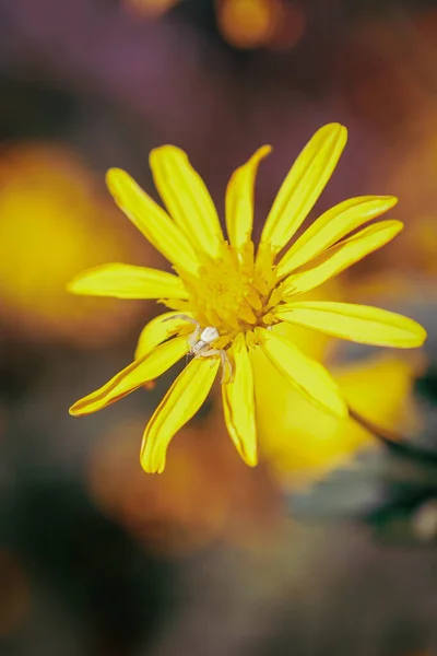 Вертикальний Знімок Красивої Жовтої Дикої Квітки Перед Розмитим Тлом — стокове фото