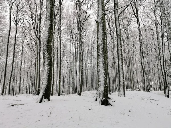 雪地里的冬季森林 — 图库照片