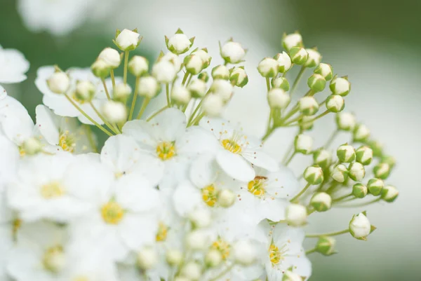 Μια Επιλεκτική Φωτογραφία Από Άνθη Κερασιάς Φόντο Bokeh — Φωτογραφία Αρχείου