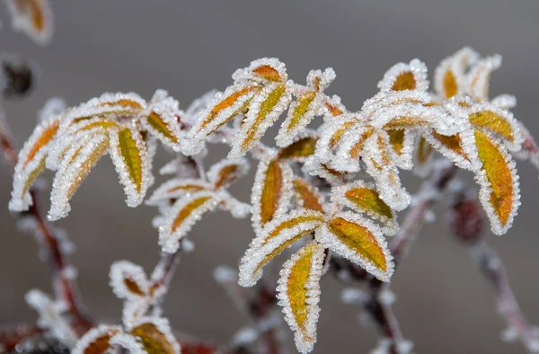 Närbild Gröna Växternas Blad Täckta Kristallklar Morgonfrost — Stockfoto