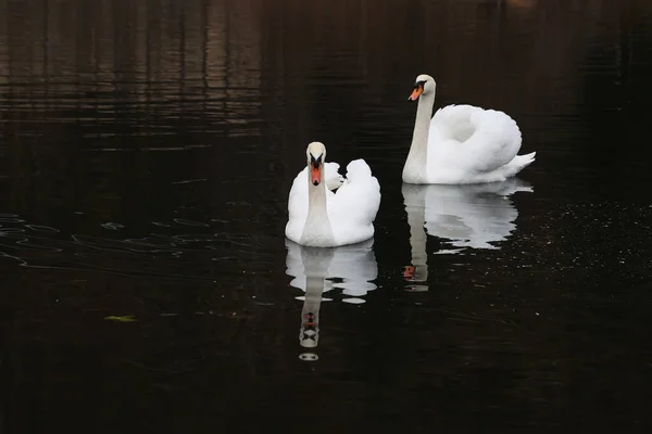 Una Hermosa Vista Par Cisnes Blancos Flotando Río Sobre Fondo — Foto de Stock