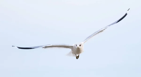 Belo Albatroz Branco Voando Céu Claro Perfeito Para Fundo — Fotografia de Stock