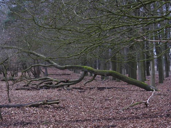 Uma Árvore Musgosa Caída Uma Floresta Sombria — Fotografia de Stock