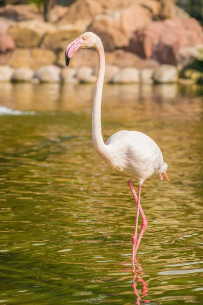 Uma Foto Vertical Flamingo Areen Wildlife Park Bahrein — Fotografia de Stock