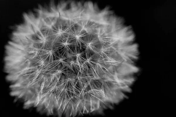 Closeup Shot Dandelion Isolated Black Background — Stock Photo, Image