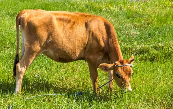 Uma Vaca Pastando Campo — Fotografia de Stock