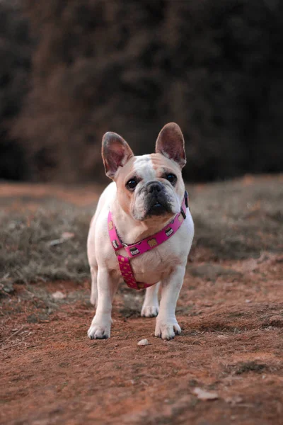 Szelektív Fókusz Felvétel Egy Aranyos Fehér Francia Bulldog Kívül — Stock Fotó