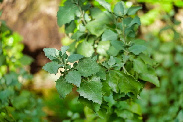 Gros Plan Plantes Vertes Dans Forêt — Photo