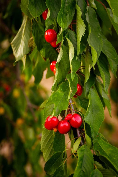 Ein Vertikaler Schuss Reifer Kirschen Auf Dem Baum — Stockfoto