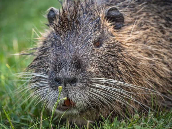 Tiro Seletivo Foco Nutria Parque Branitz Alemanha — Fotografia de Stock