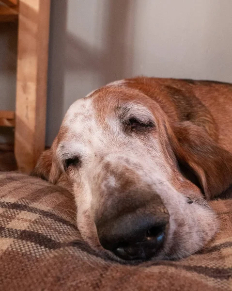 Lindo Retrato Adorable Perro Acostado Durmiendo Una Acogedora Casa Durante — Foto de Stock