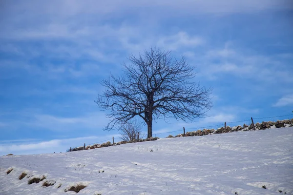 Paysage Enneigé Dans Champ Avec Arbre Sans Feuilles Sous Ciel — Photo