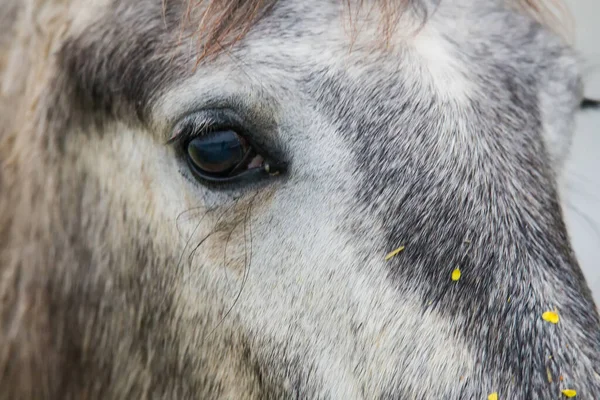 Macrodisparo Del Ojo Caballo — Foto de Stock