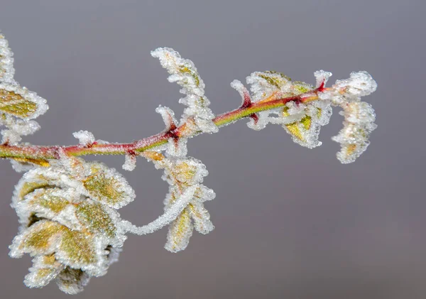 Selektiv Fokusbild Vackra Frysta Gula Blad — Stockfoto