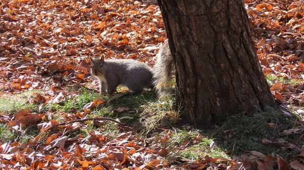 Una Ardilla Adorable Con Una Cola Esponjosa Las Hojas Otoño — Foto de Stock