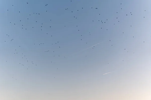 Beau Cliché Des Équipages Oiseaux Dans Ciel Avec Des Étoiles — Photo