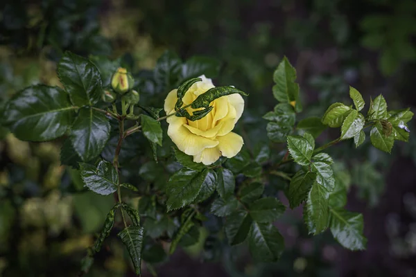Μια Επιλεκτική Φωτογραφία Ενός Όμορφου Κίτρινου Τριαντάφυλλου — Φωτογραφία Αρχείου