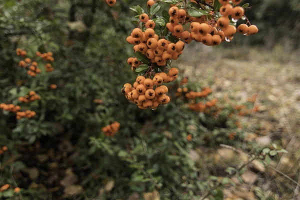 Lovitură Closeup Fructe Pădure Pădure Într Ploioasă Tufiș Toamnă Fructe — Fotografie, imagine de stoc