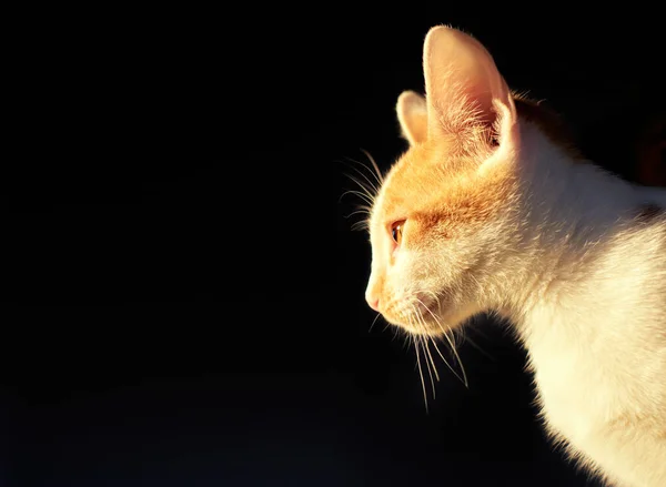 コピースペースと黒の背景に面白い耳を持つ焦点を当てたふわふわの猫のプロファイルショット — ストック写真