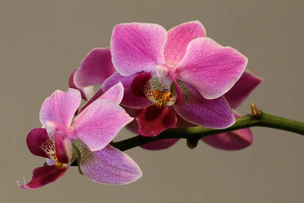 木の枝にピンクの花弁を持つ美しい小さな花のクローズアップ — ストック写真