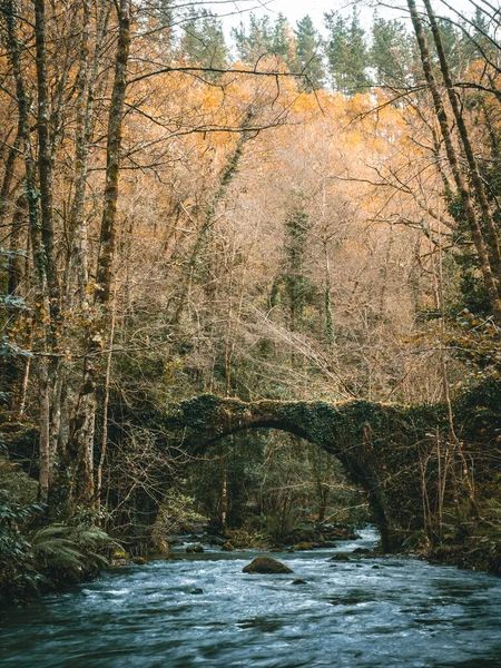 Hermoso Paisaje Con Río Bosque — Foto de Stock