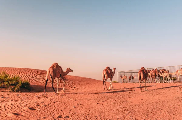 Een Zonnige Woestijn Met Kamelen Die Naar Kooi Lopen — Stockfoto