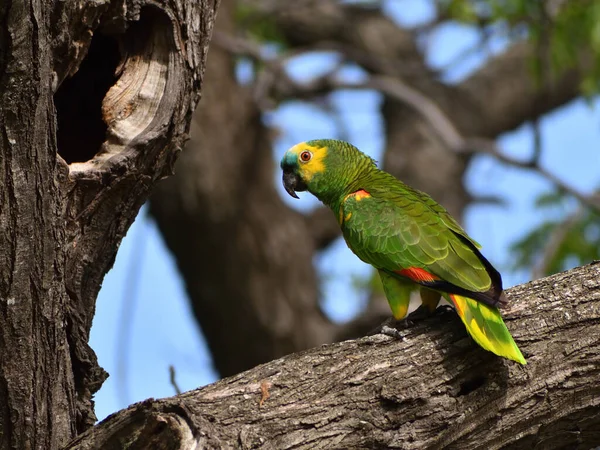 Turquoise Fronted Amazon Amazona Aestiva Wild Buenos Aires — Stock Photo, Image