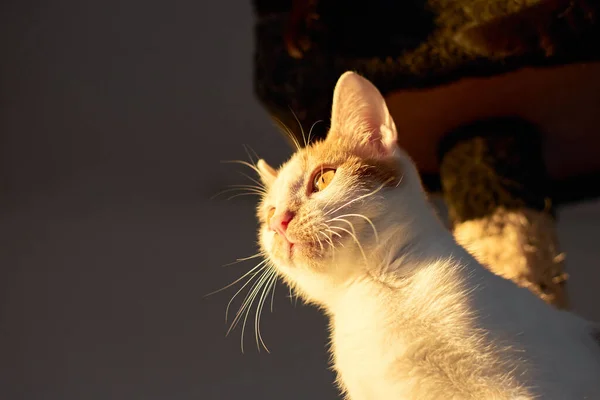 白銀の猫の頭を撃つと 面白い耳とひげが太陽の下で休んでいます — ストック写真