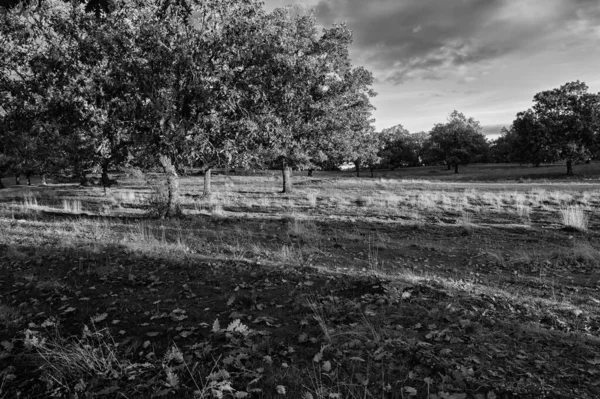 Extremadura Spanya Nın Otlağındaki Ağaçların Gri Tonlu Manzarası — Stok fotoğraf