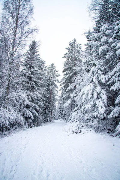 Tiro Vertical Uma Floresta Inverno Coberta Neve — Fotografia de Stock