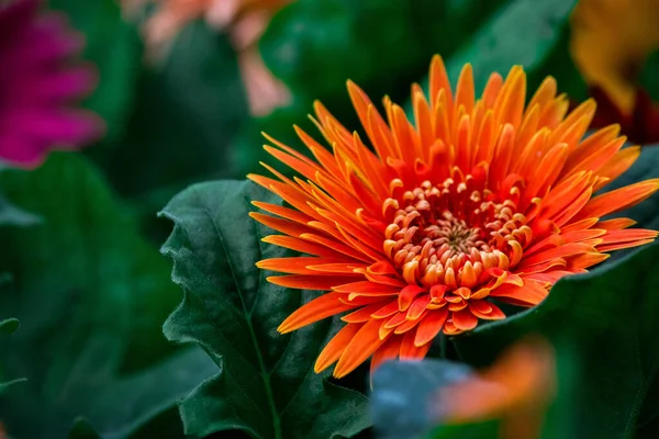 Селективный Снимок Оранжевого Цветка Хризантемы — стоковое фото