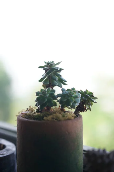 Beautiful Succulent Echeveria Plants Clay Pot Windowsill — Stock Photo, Image