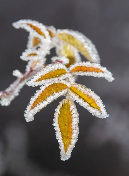 Селективный Фокус Листьев Растения Покрытых Кристально Чистым Утренним Морозом — стоковое фото